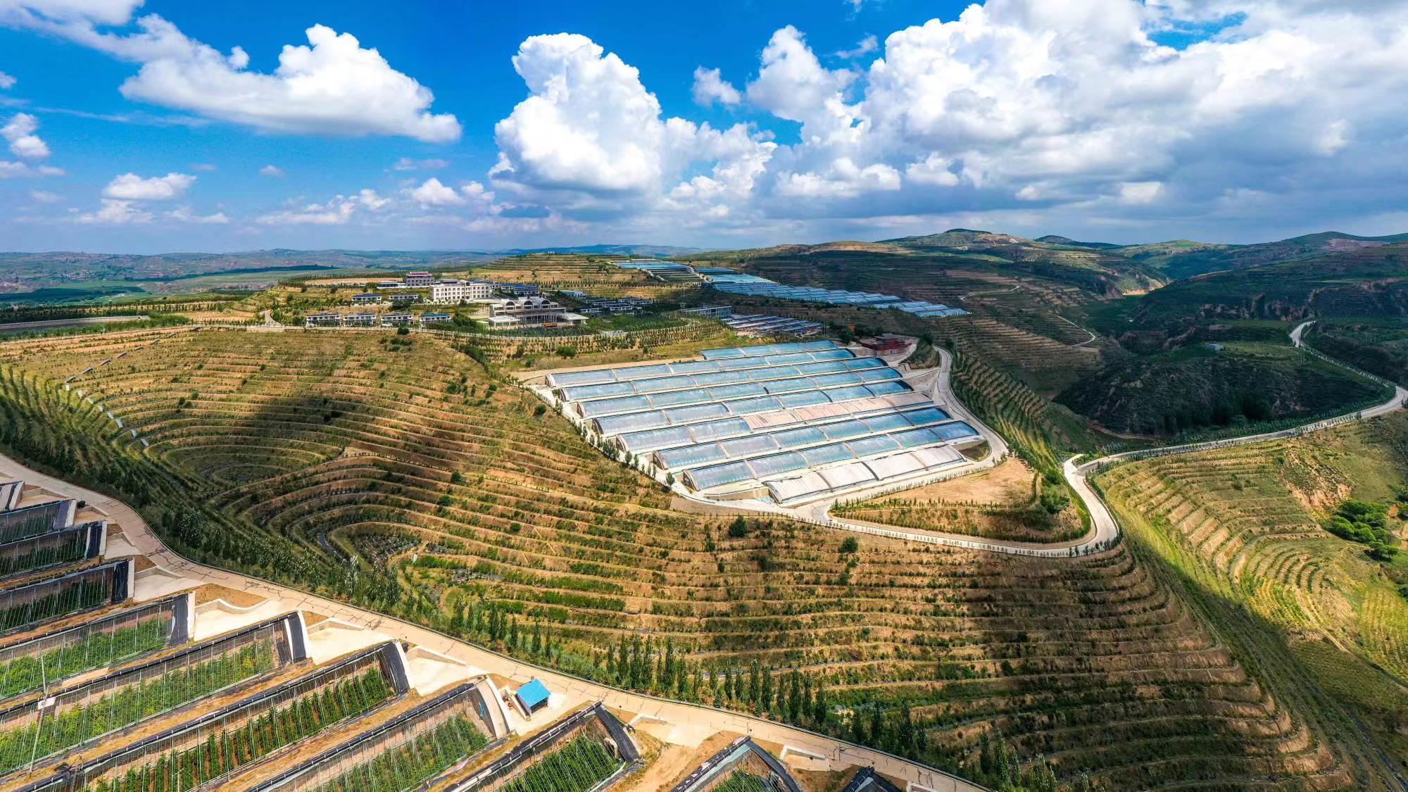 榆嶺窊村豐禾農(nóng)場(chǎng)的果蔬大棚。