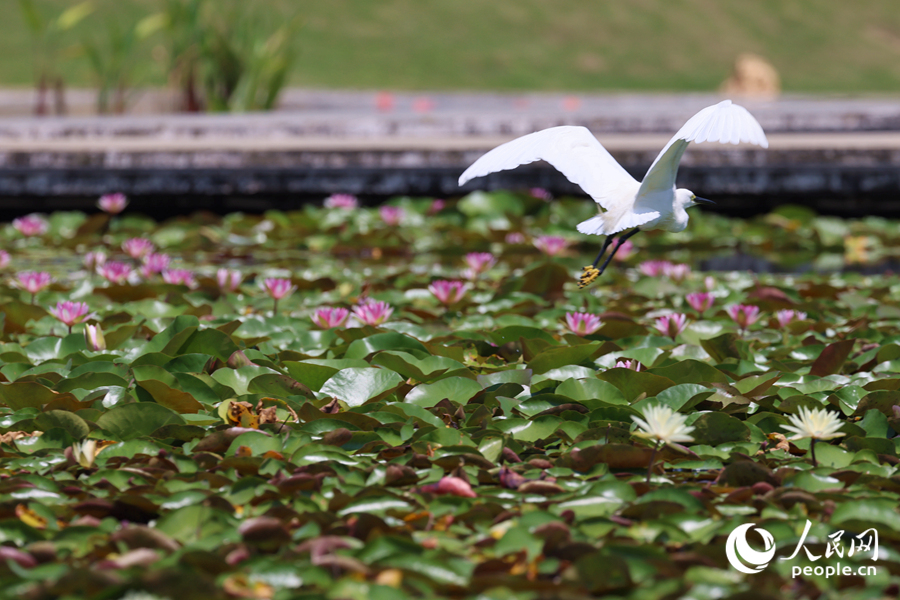 彩蓮滿塘鷺鳥(niǎo)飛。人民網(wǎng)記者 陳博攝 彩蓮滿塘鷺鳥(niǎo)飛。人民網(wǎng)記者 陳博攝