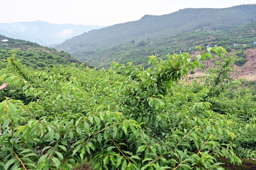 柑園村漫山遍野的脆李樹(shù)。鄒樂(lè)攝