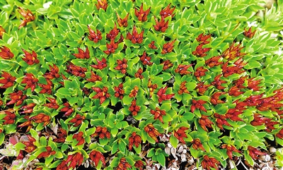 青藏墊柳。資料圖片