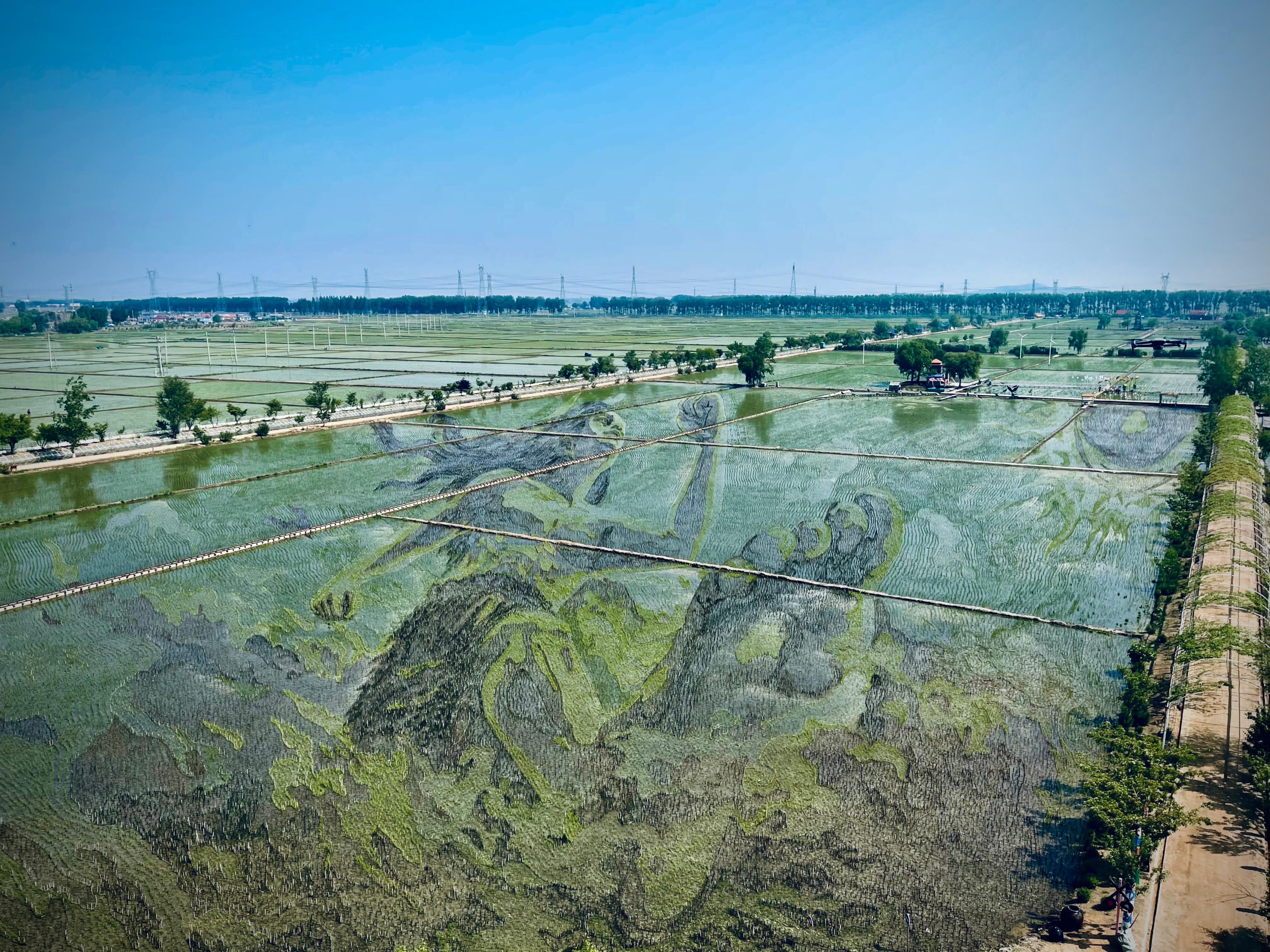 “歷史典故-夸父逐日”稻田畫。人民網(wǎng)記者 任妍攝