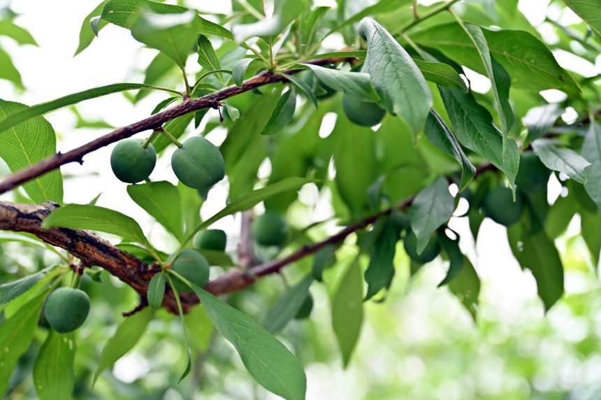 巫山縣曲尺鄉(xiāng)柑園村的脆李樹(shù)掛滿青果。鄒樂(lè)攝