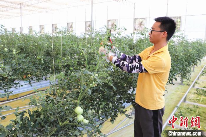 圖為在紅谷灘區(qū)元宇宙·VR數(shù)字農(nóng)業(yè)示范基地七彩番茄培育車間內(nèi)，農(nóng)業(yè)技術(shù)員正在對(duì)番茄植株進(jìn)行修剪?！⌒苠\陽(yáng) 攝