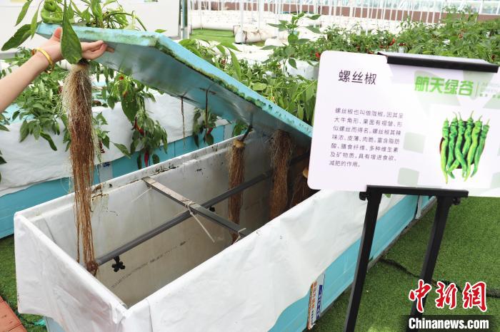 圖為在南昌市紅谷灘區(qū)元宇宙·VR數(shù)字農(nóng)業(yè)示范基地氣霧培養(yǎng)車間里，螺絲椒長(zhǎng)勢(shì)良好。　熊錦陽(yáng) 攝