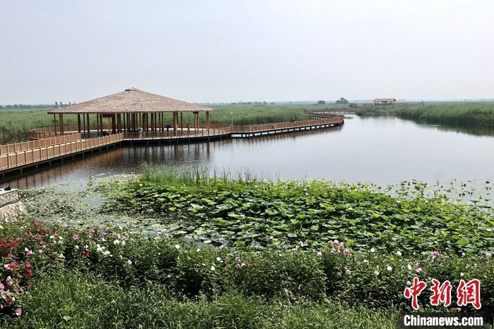 從完成頂層設(shè)計(jì)到如火如荼大規(guī)模建設(shè)，六年來(lái)，雄安新區(qū)如春天的竹子一般拔節(jié)生長(zhǎng)，這座承載千年大計(jì)的“未來(lái)之城”已雄姿初顯。從“一張白紙”開(kāi)始著墨，如今的雄安新區(qū)已是濃墨重彩的“山水畫(huà)”。<a target='_blank' href='/'>中新社</a>記者近日走訪了雄安新區(qū)多地，從“藍(lán)綠金”三色感受這座“未來(lái)之城”的巨大變化。圖為7月20日，河北白洋淀上荷花滿(mǎn)淀、蘆花搖曳。 <a target='_blank' href='/'>中新社</a>記者 易海菲 攝